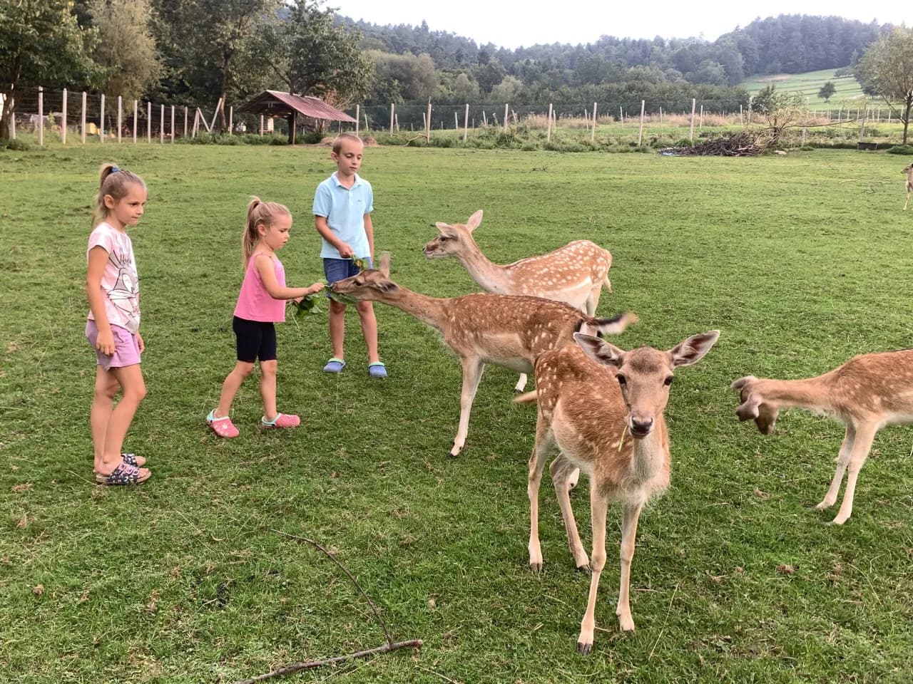 Dzieci przy sarnach na łące obok gospodarstwa